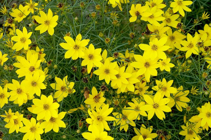 Coreopsis Dances Through Fall With Proper Care