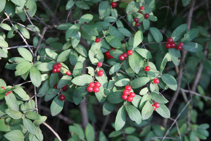 Morrow's Honeysuckle: Bird-Spread Invader