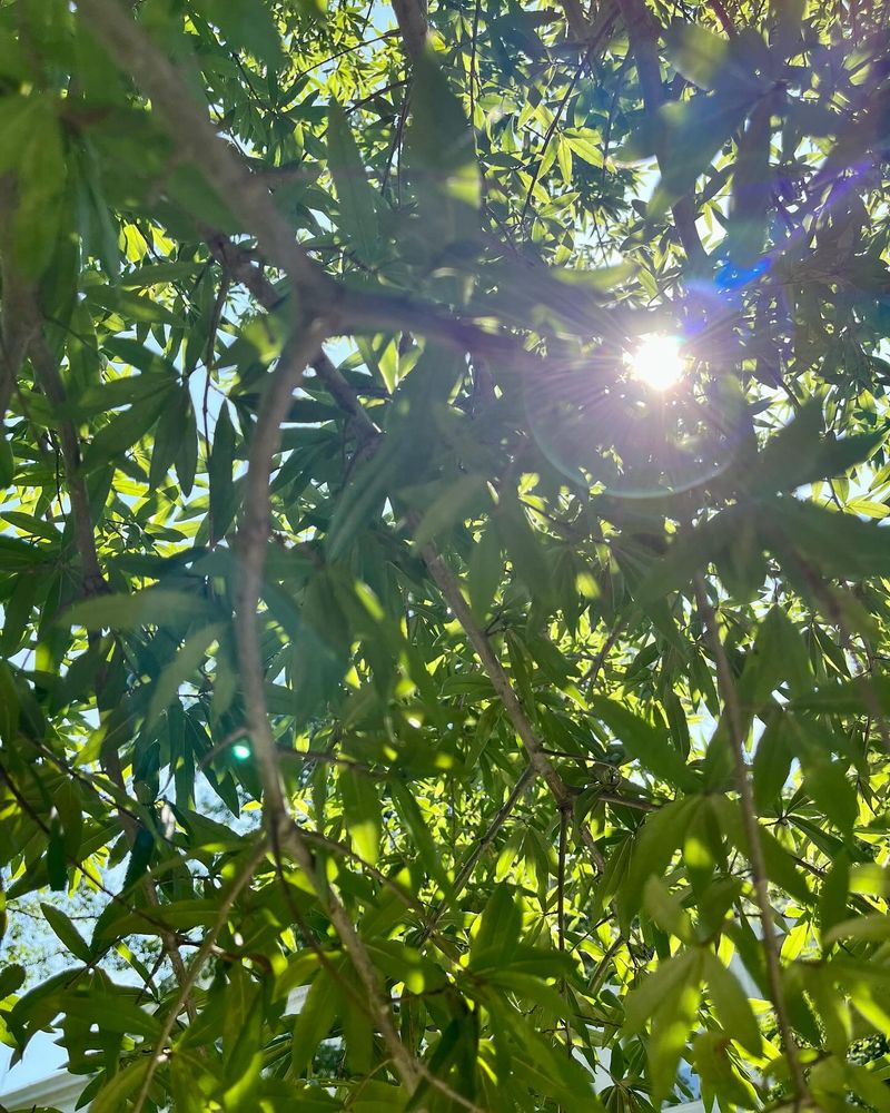 Willow Oak