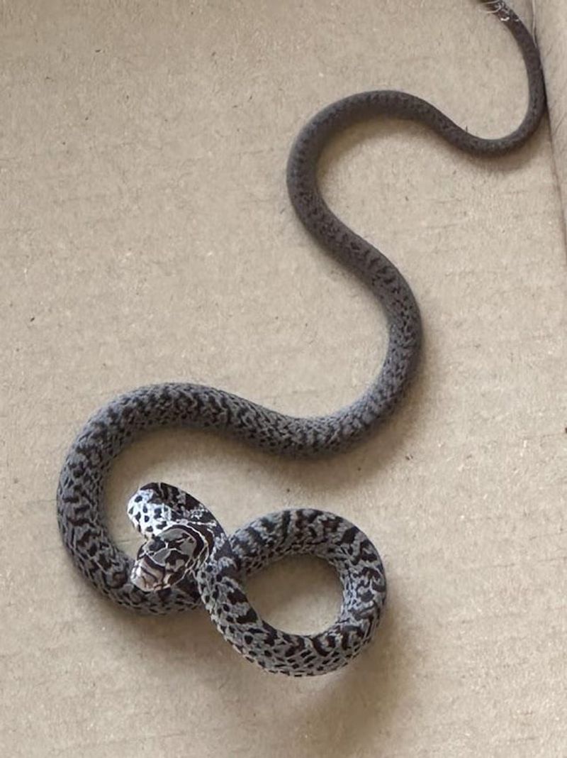 Pine Snake: The Loud Hisser