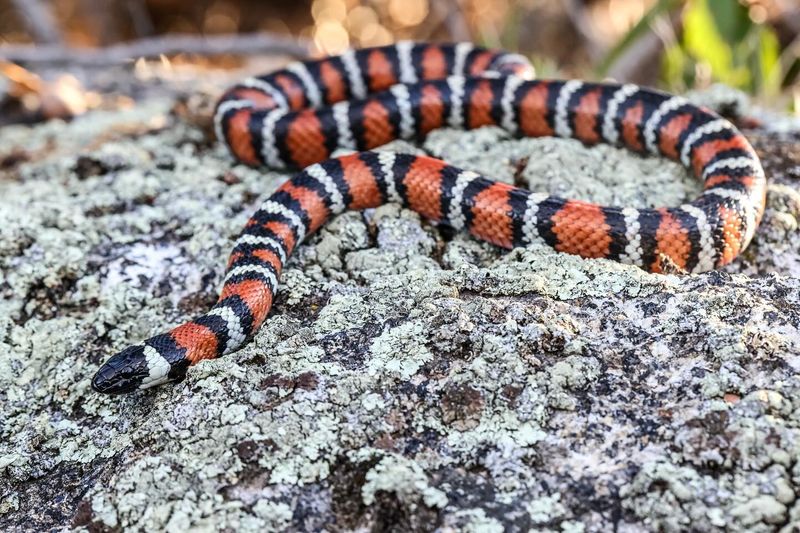 Milk Snake