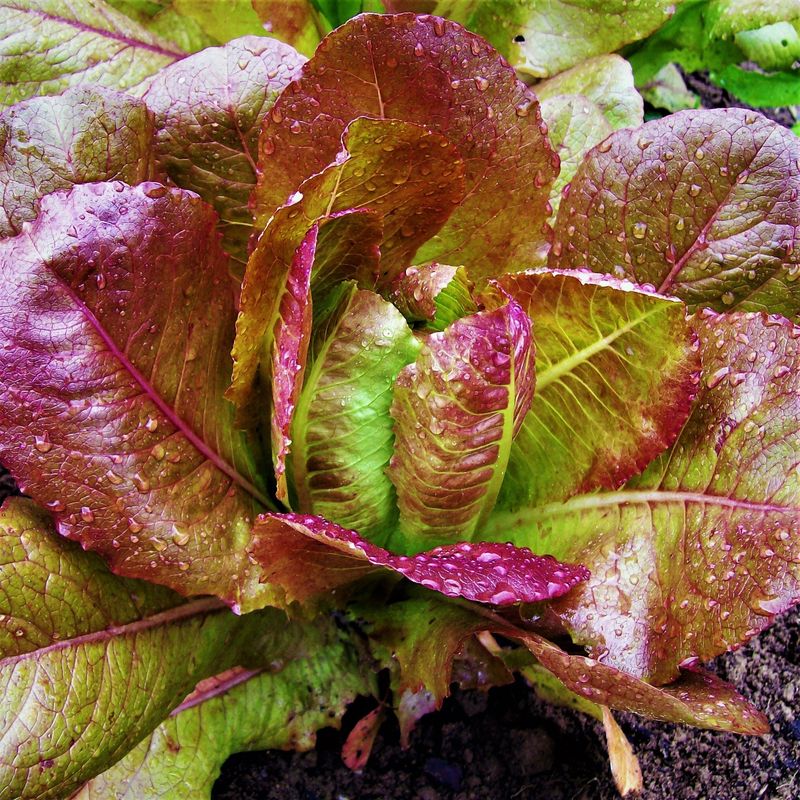 Rouge d'Hiver Lettuce