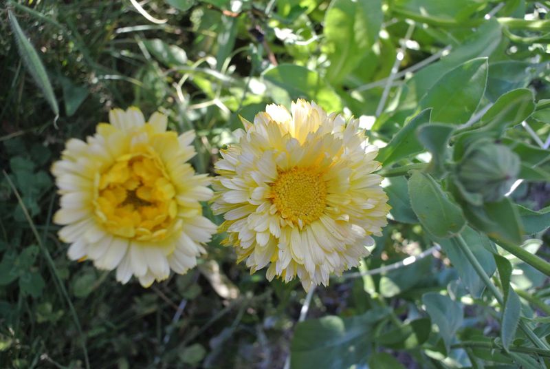 Pale, Washed-Out Flower Color
