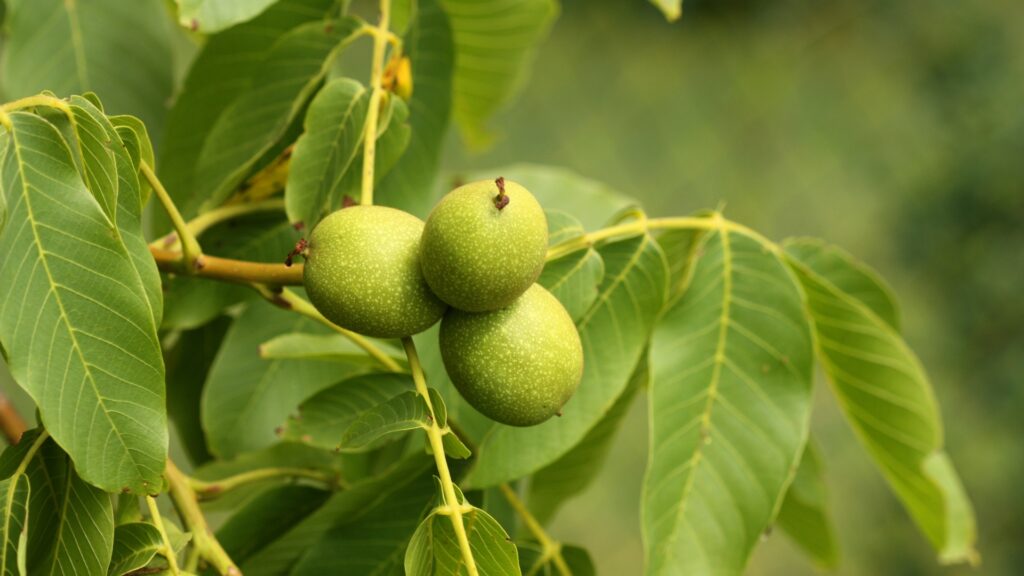 black walnut tree