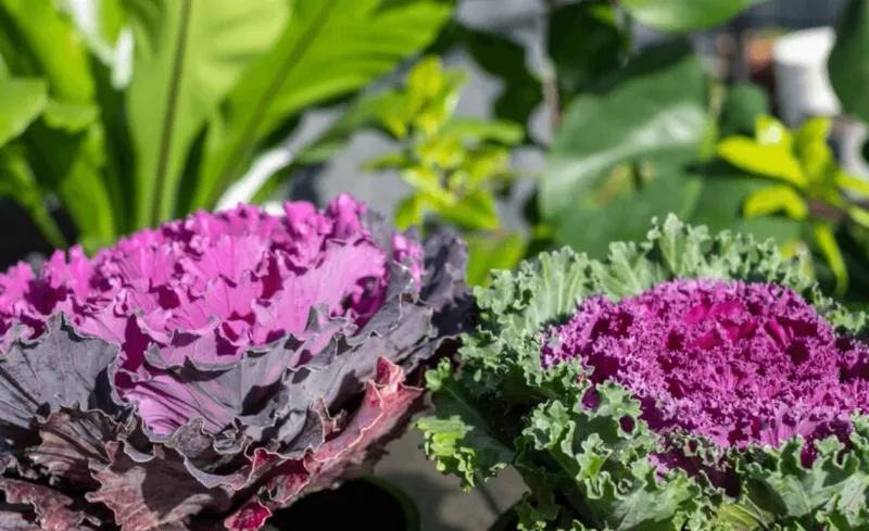 Cabbage Family Flowers: Competition Problems