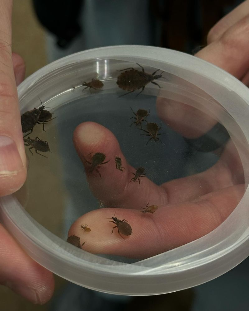 Kissing Bugs
