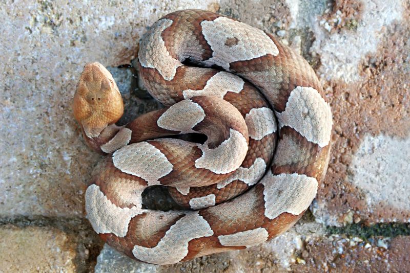 Copperhead Snake