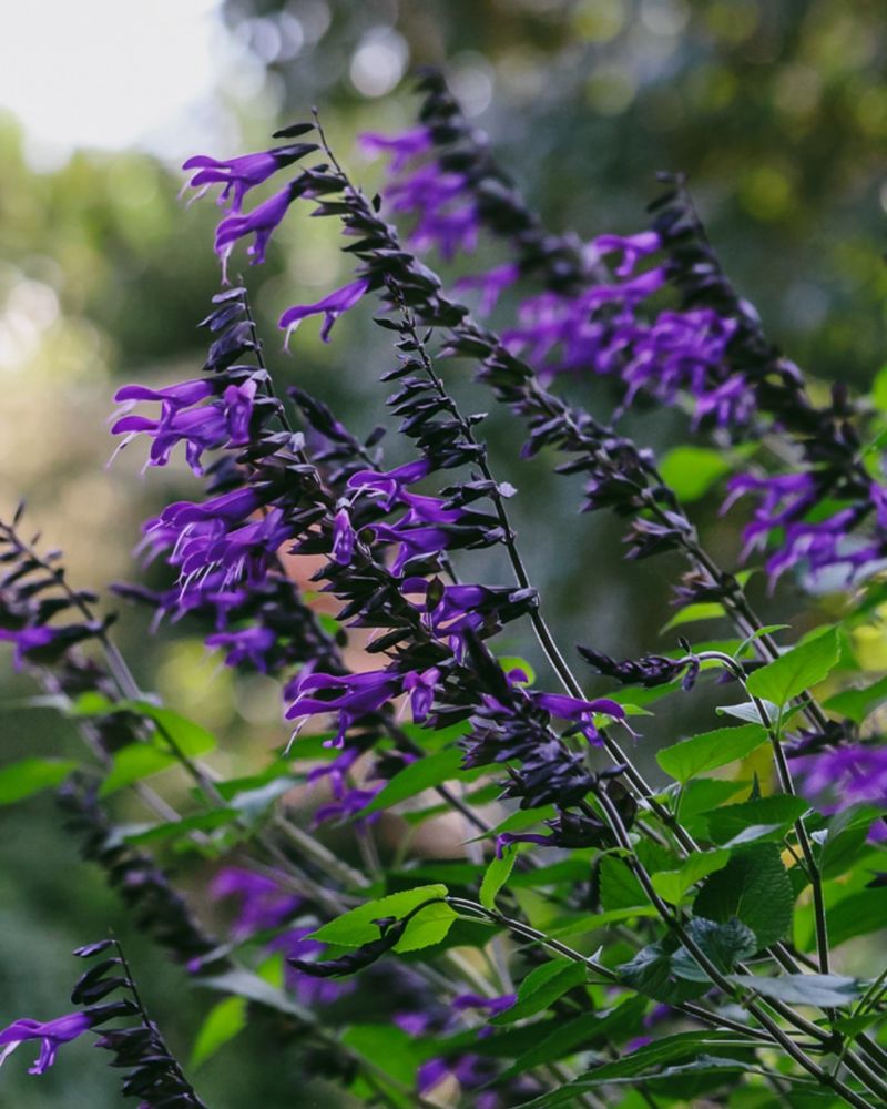 Salvias