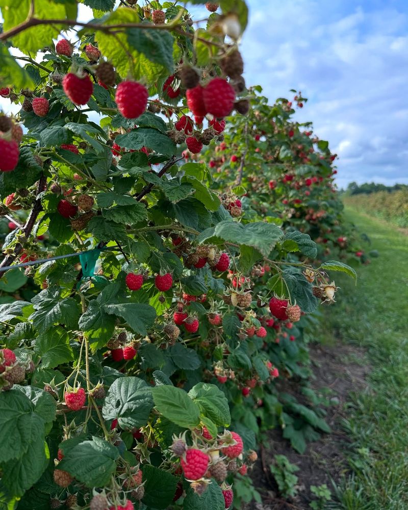 Raspberries
