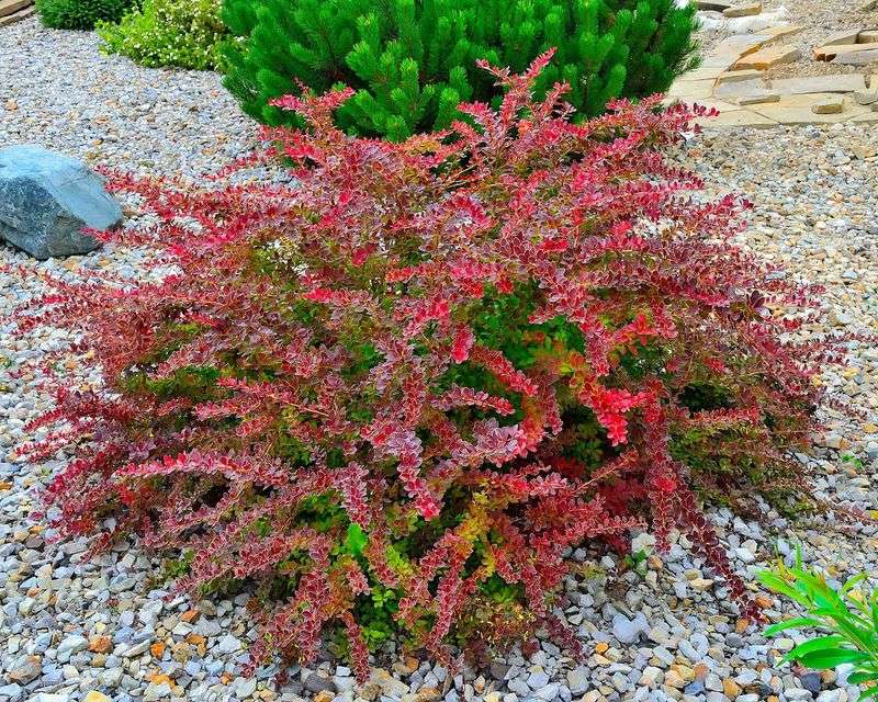 Barberry (Berberis)