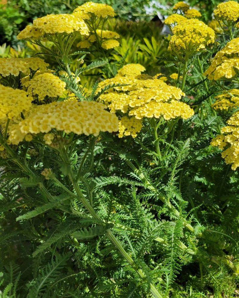 Yarrow Flourishes With Mid-Season Haircuts