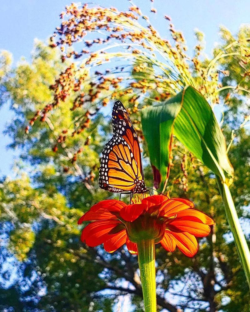 Mexican Sunflower