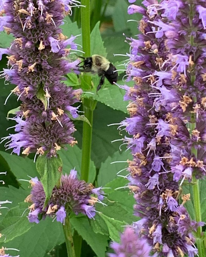 Anise Hyssop (Agastache)