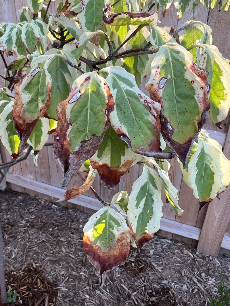 Ammonia Cleaners Trigger Leaf Drop