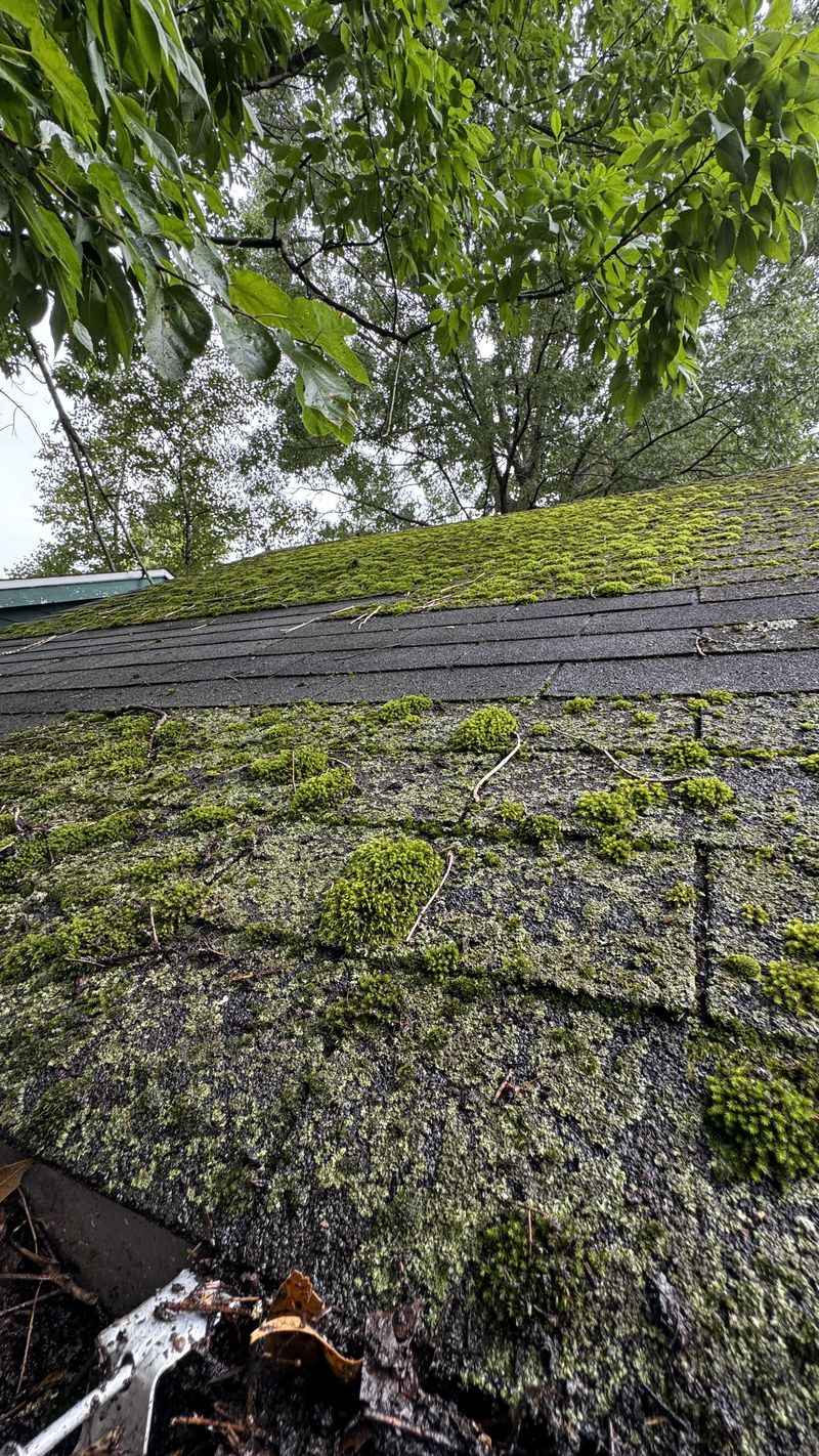 Commercial Moss Killer Products