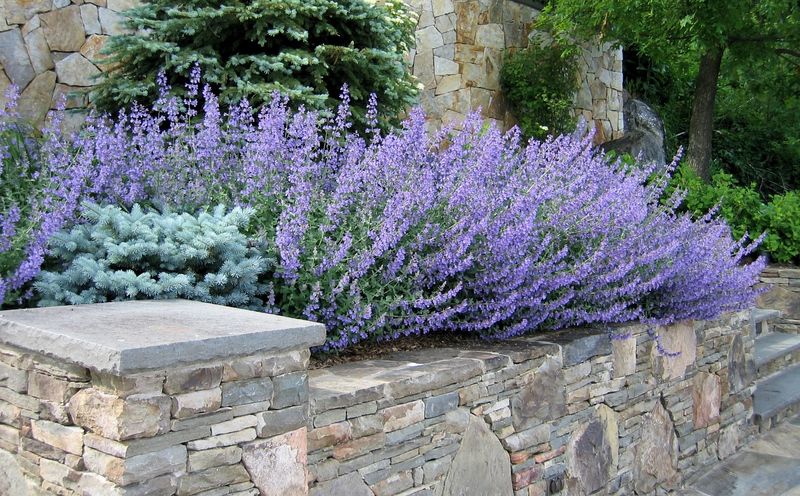 Catmint