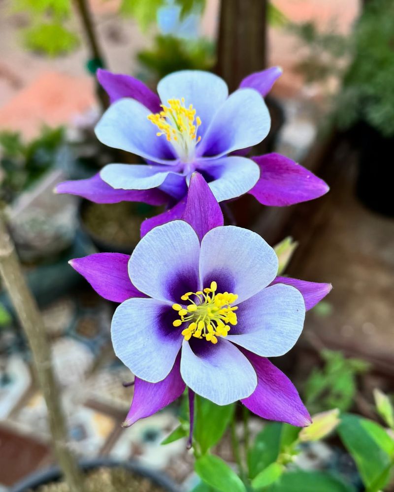 Columbine