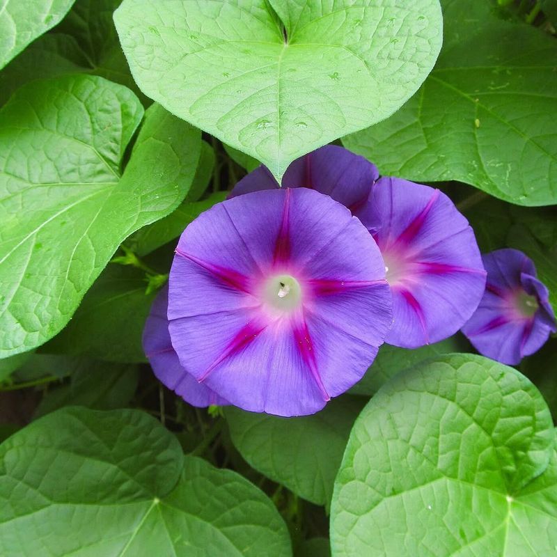 Morning Glory