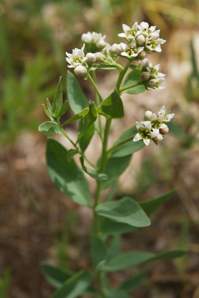 Bastard Toadflax