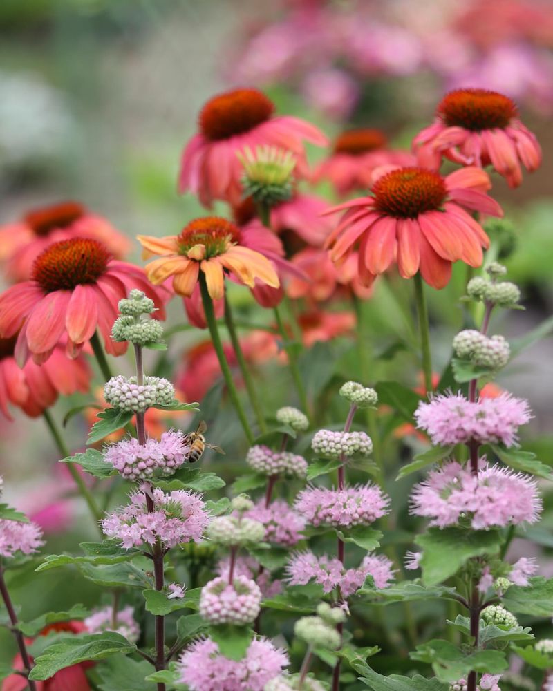 Echinacea (Coneflower)