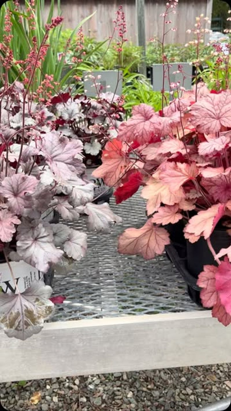 Coral Bells (Heuchera)