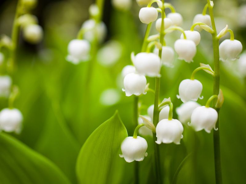 Lily Of The Valley: Invasive Nightmare