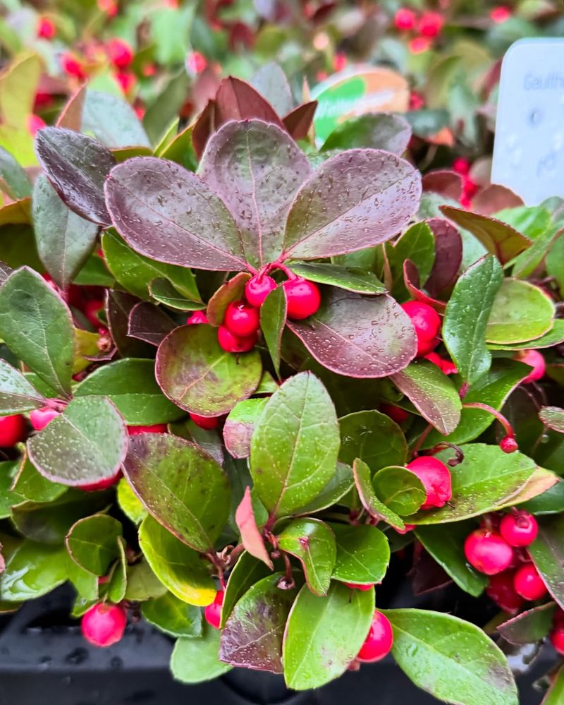 Creeping Wintergreen