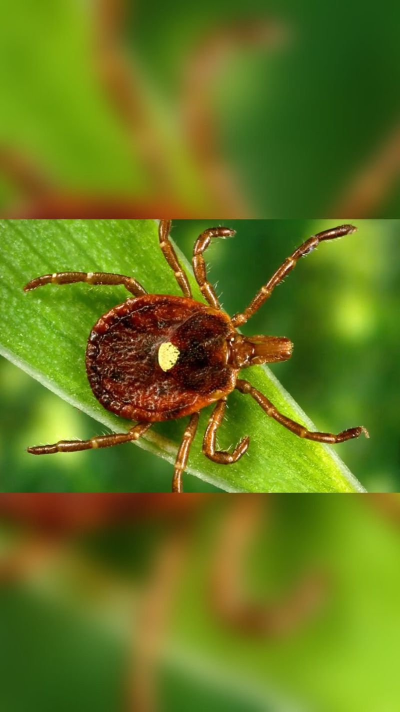 Lone Star Tick