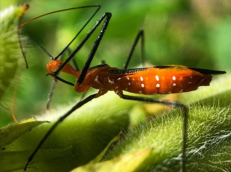 Assassin Bugs