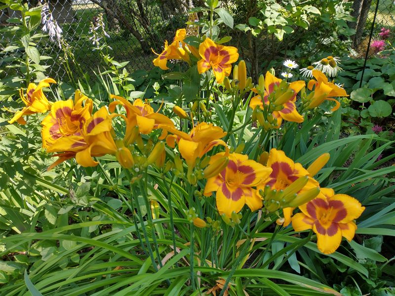 Hybridizer's Selection Secrets