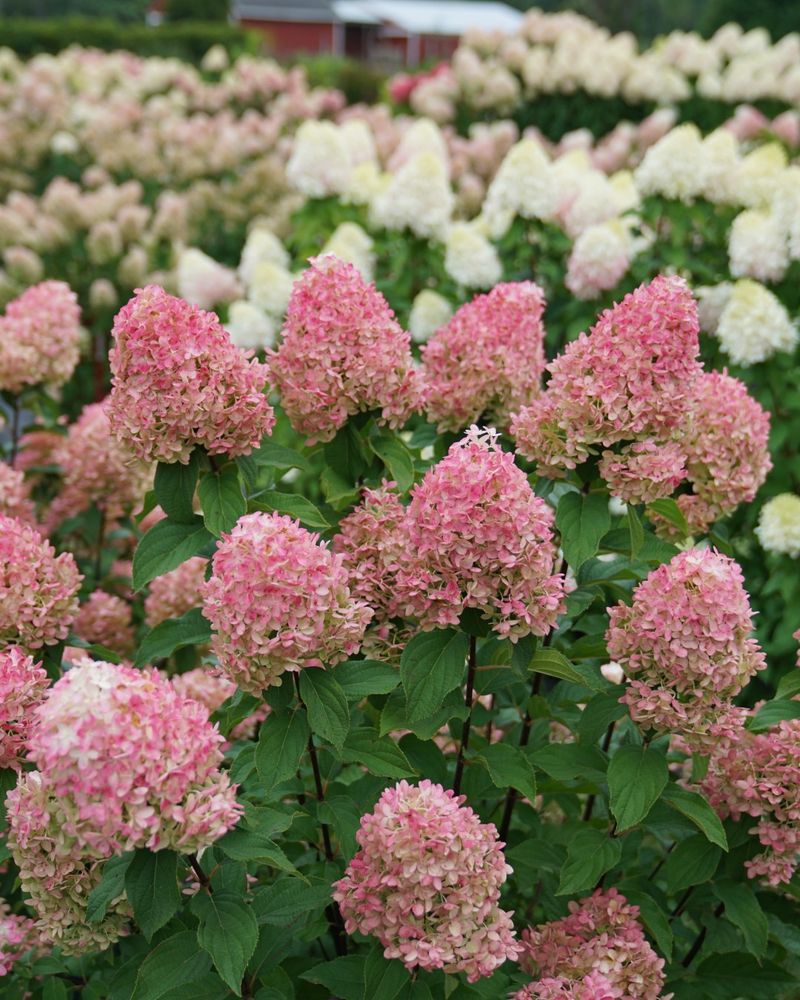 Quick Fire Hydrangea