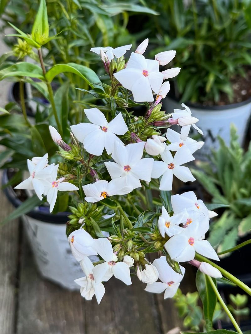 Dwarf White