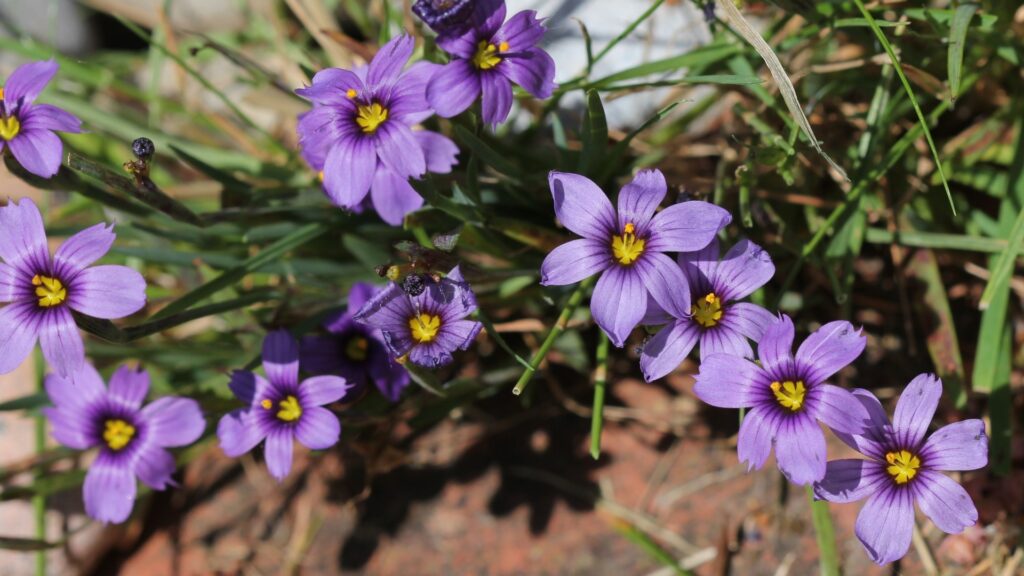 blue eyed grass