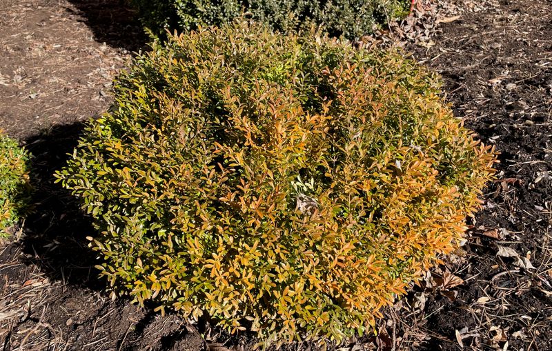 English Boxwood
