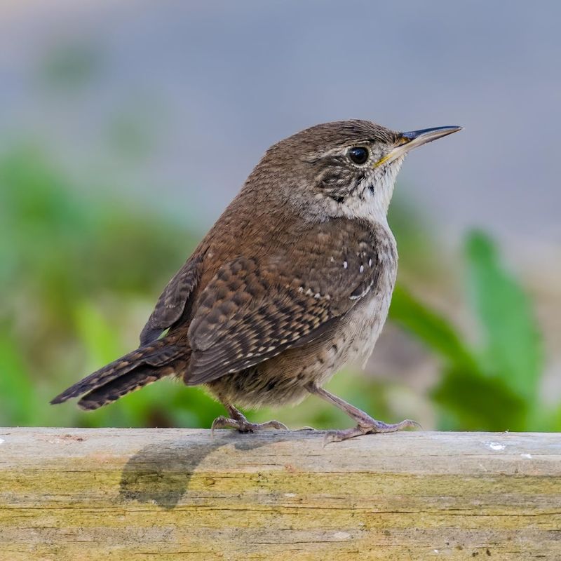 House Wren