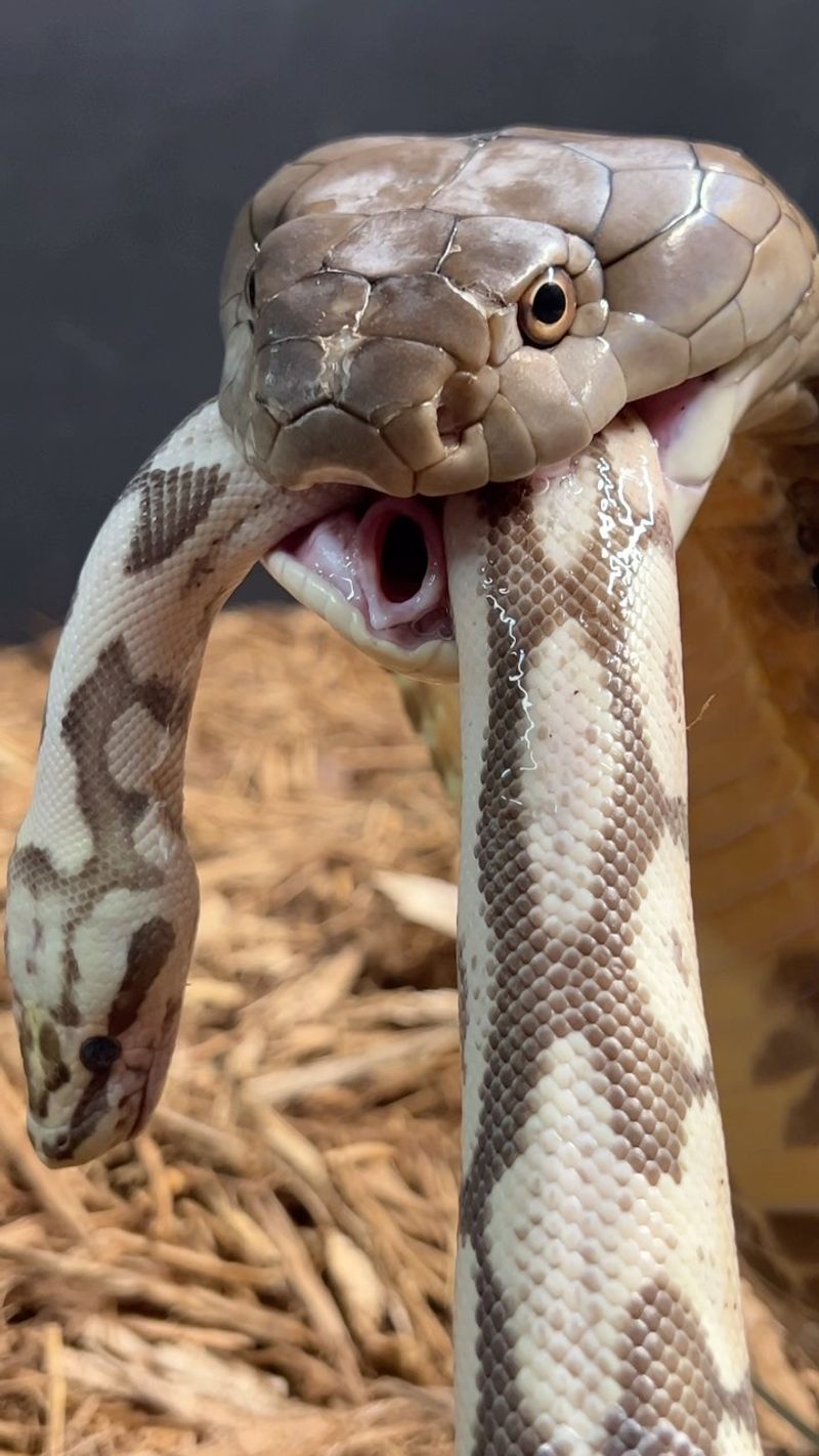 Snakes