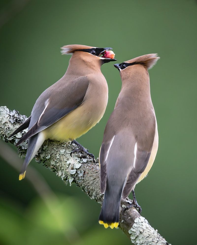 Cedar Waxwings