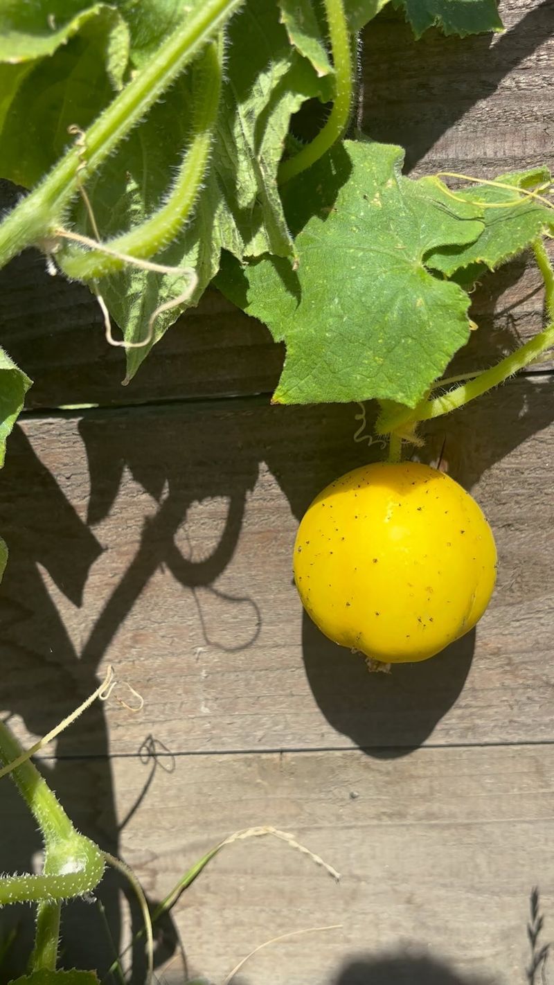 Lemon Cucumber