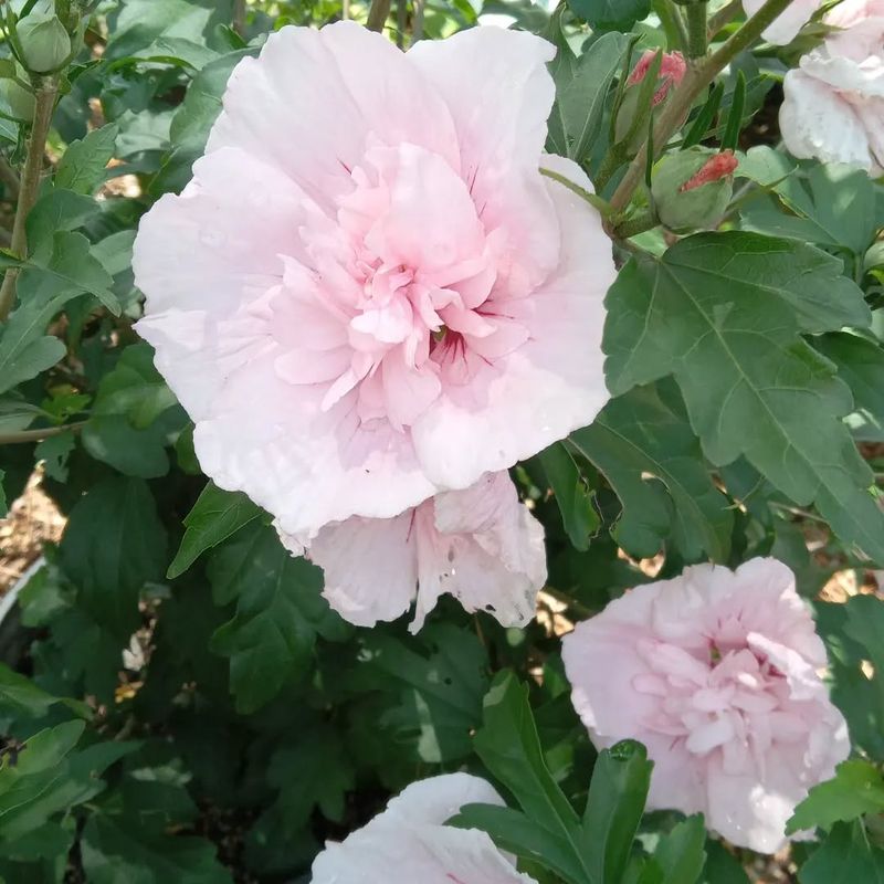 Pink Chiffon