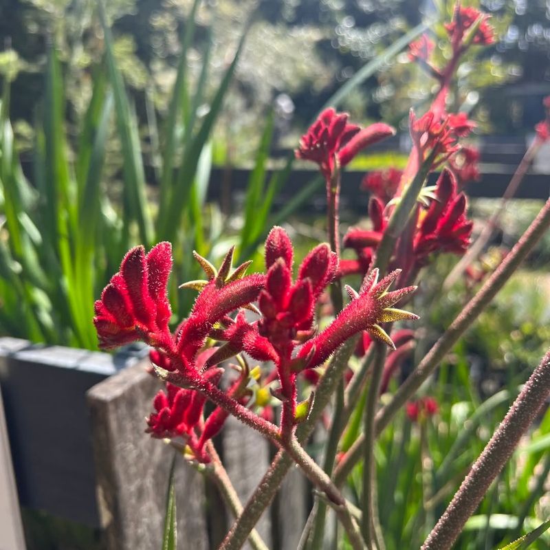 Kangaroo Paw (Anigozanthos)