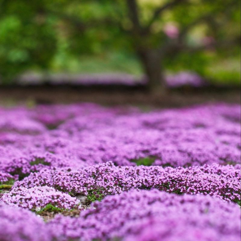 Woolly Thyme
