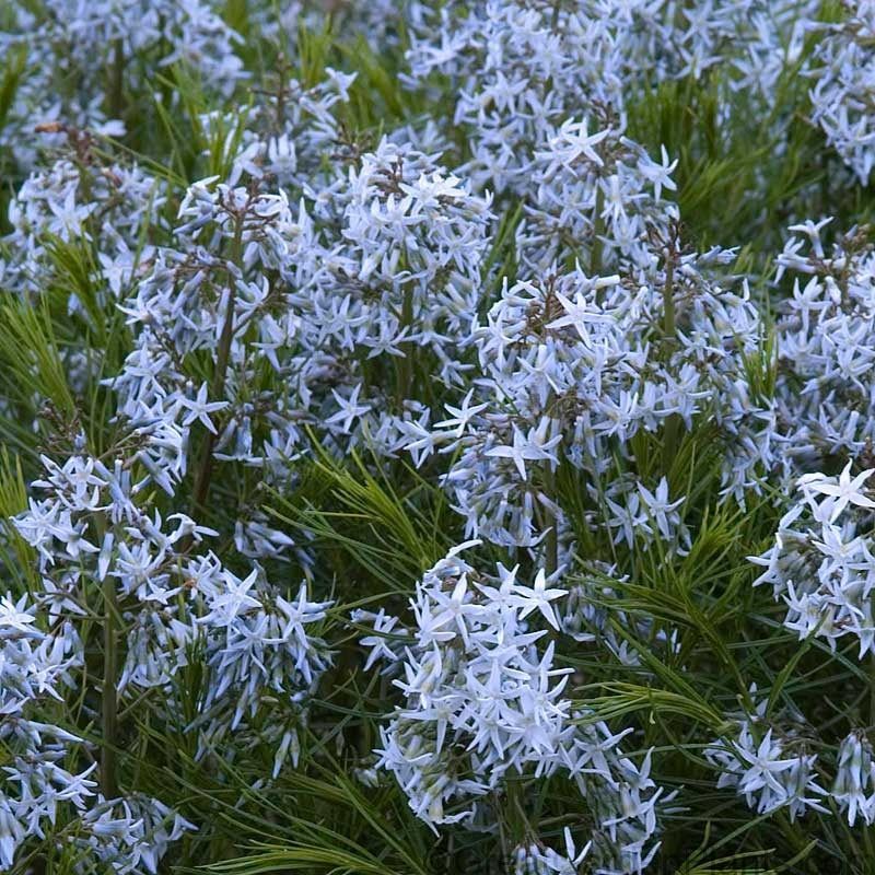 Bluestar