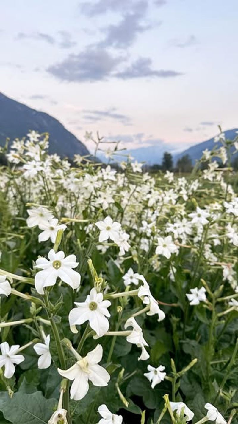Flowering Tobacco