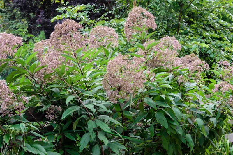 Joe-Pye Weed