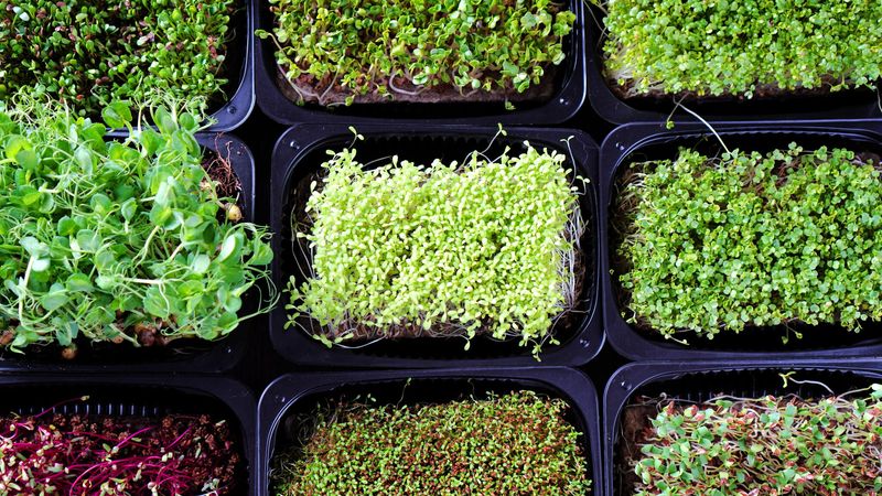 Microgreens