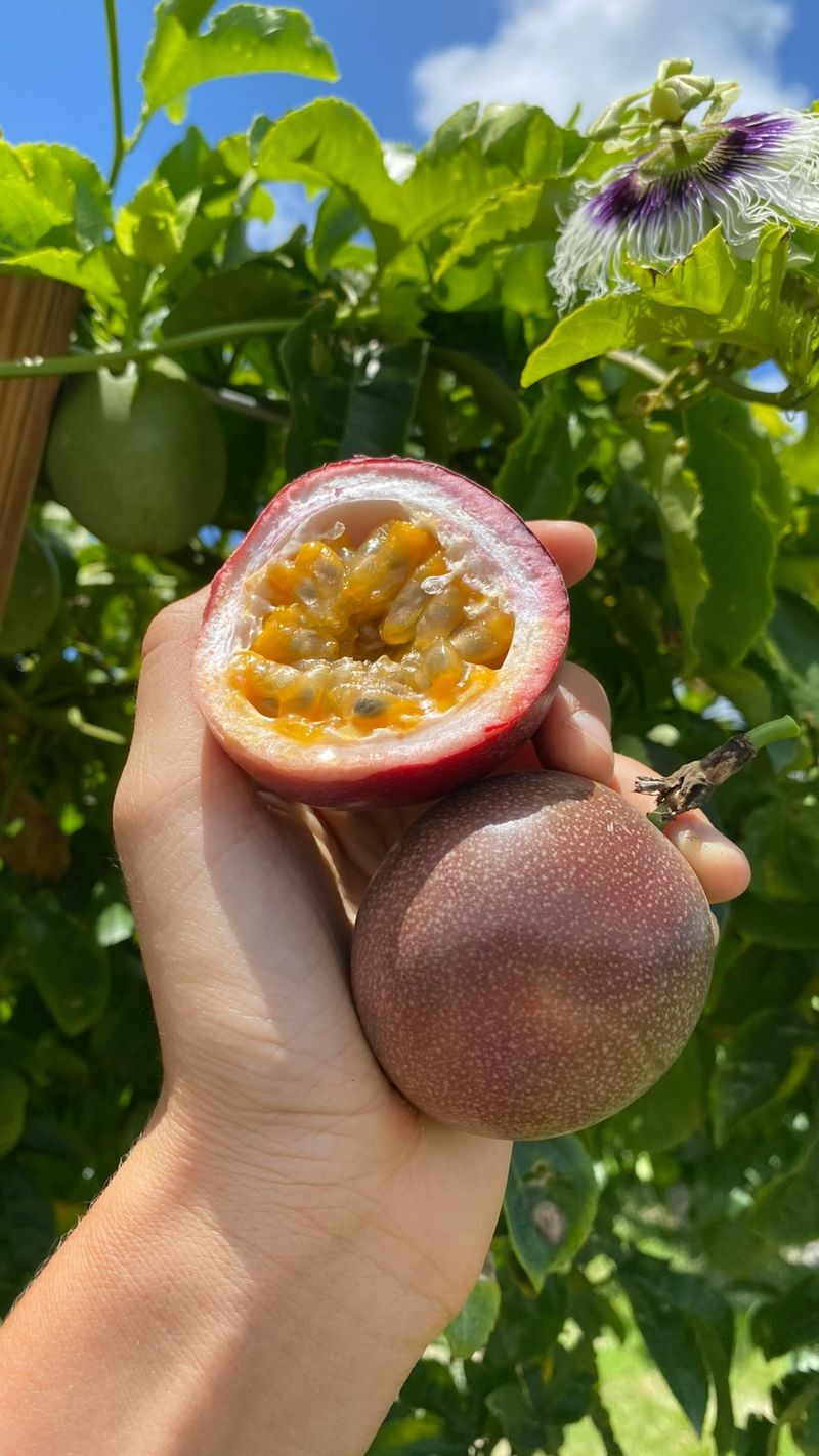Passion Fruit