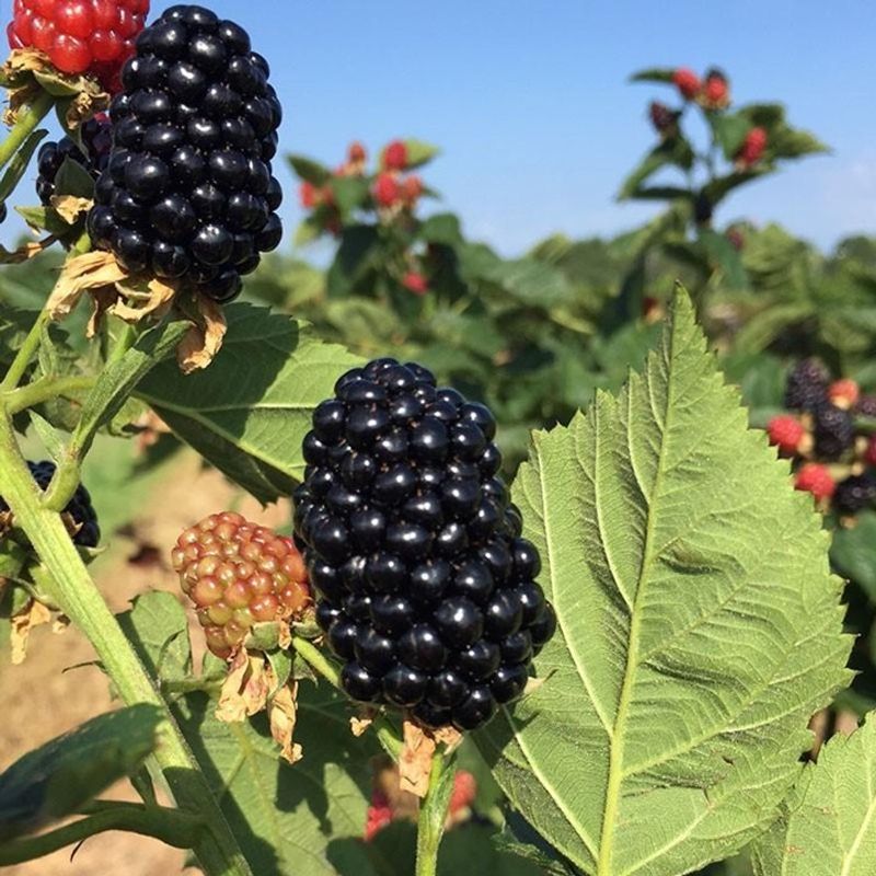 Blackberry