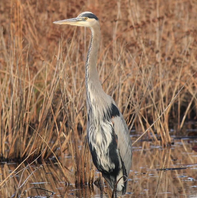 Great Blue Herons: City Pond Fishers