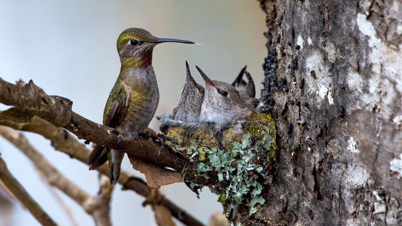 Hummingbird Nests