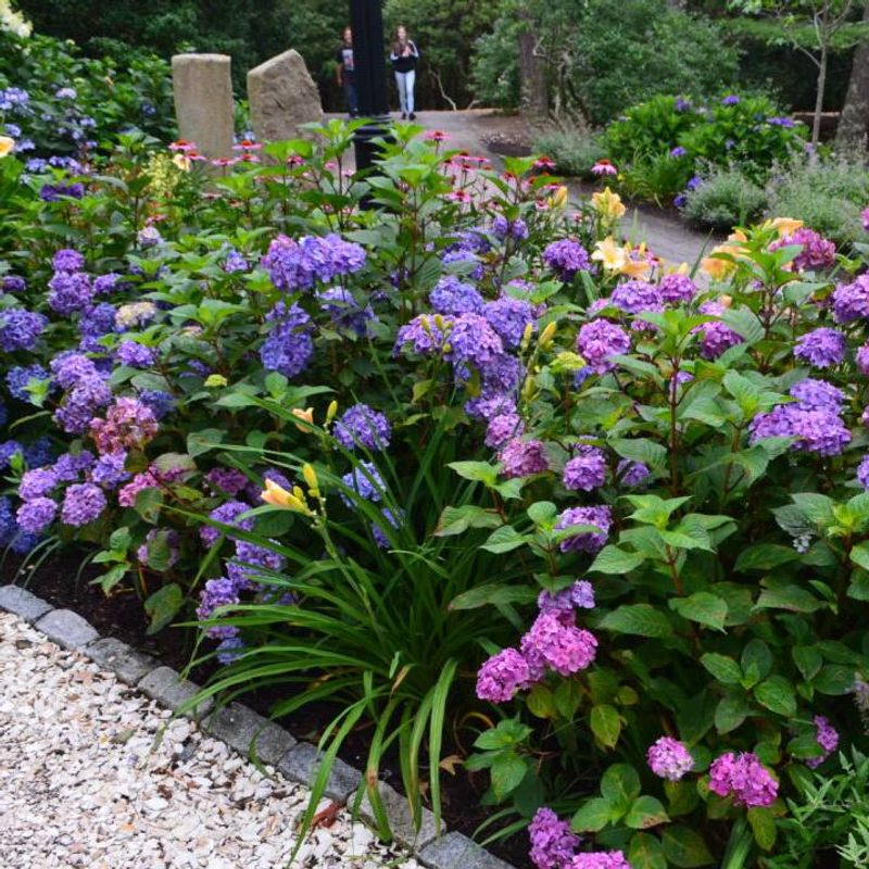 BloomStruck Hydrangea